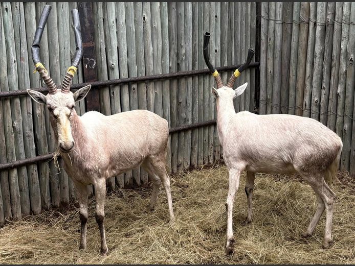 Wit Blesbok Ramme