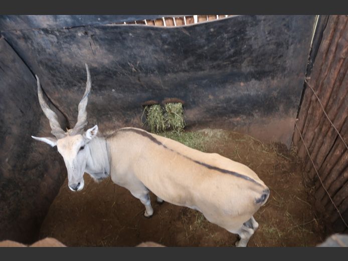 ELAND R: 36 7/8" & L: 35 1/8"