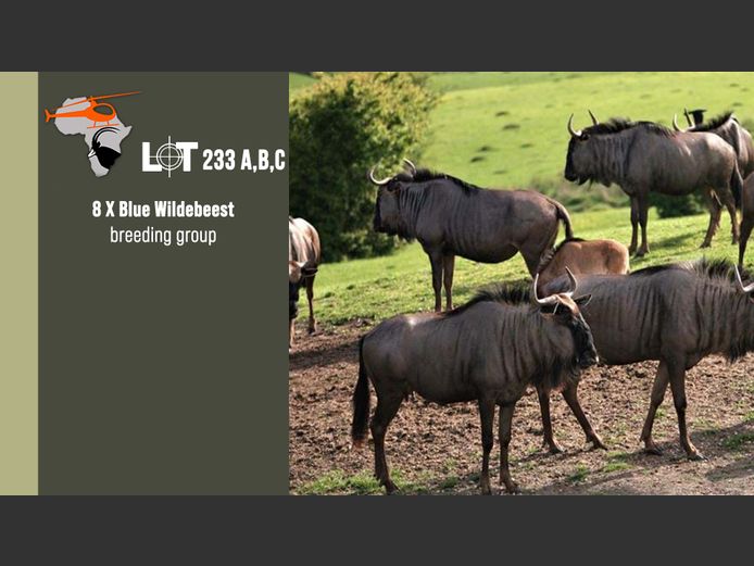 Blue Wildebeest