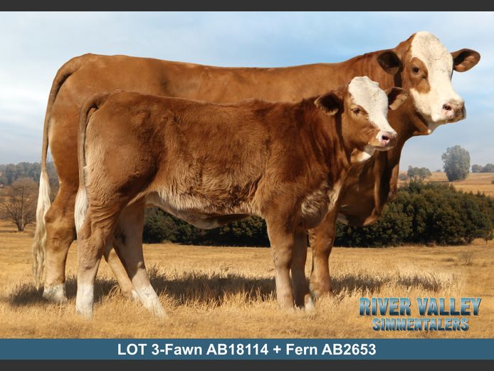 AB18114 | PA ABRAHAMSE