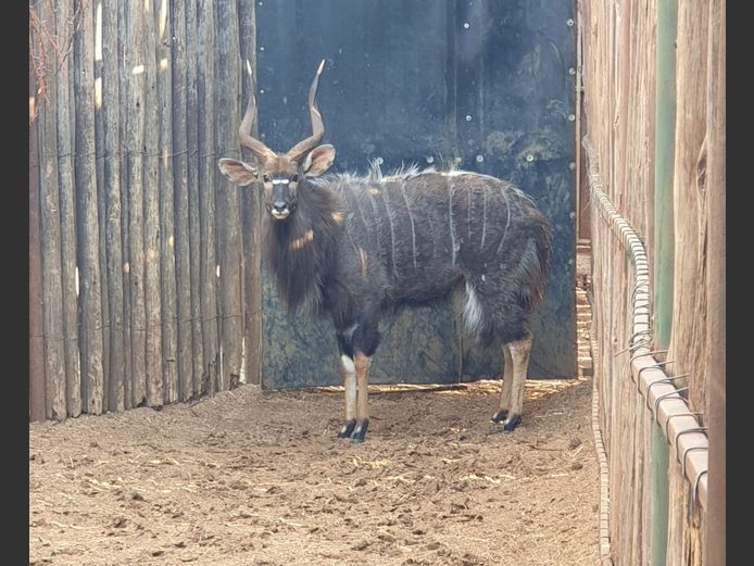 Njala | Ditjabe