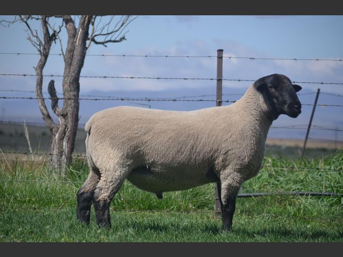 301 240030 | TWEESEUNS