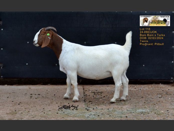 24-0903JOK | O'KENNEDY GENETICS