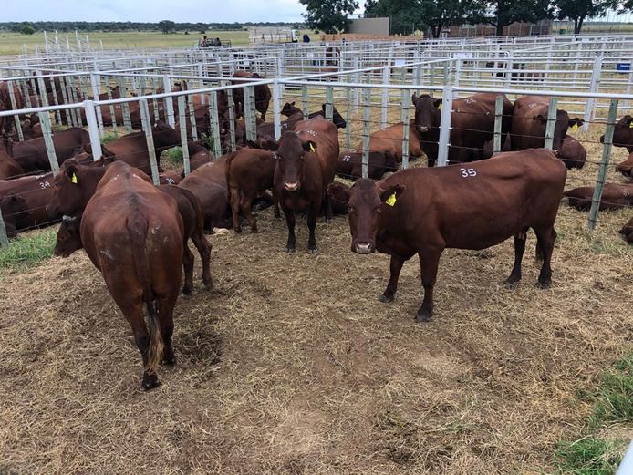 Kommersële Vroulike Diere