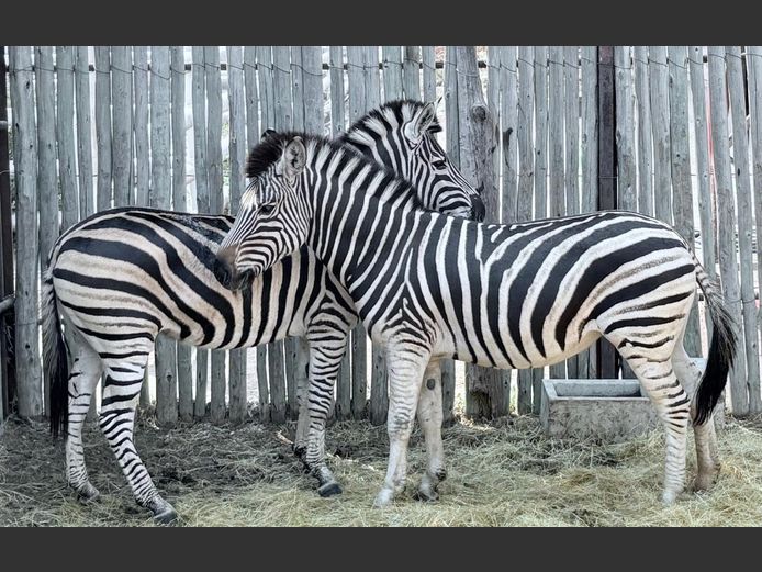 Zebra Hingste