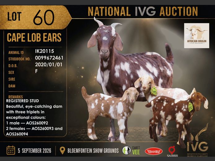 IK21-115 | AFRICAN ORIGIN STUD