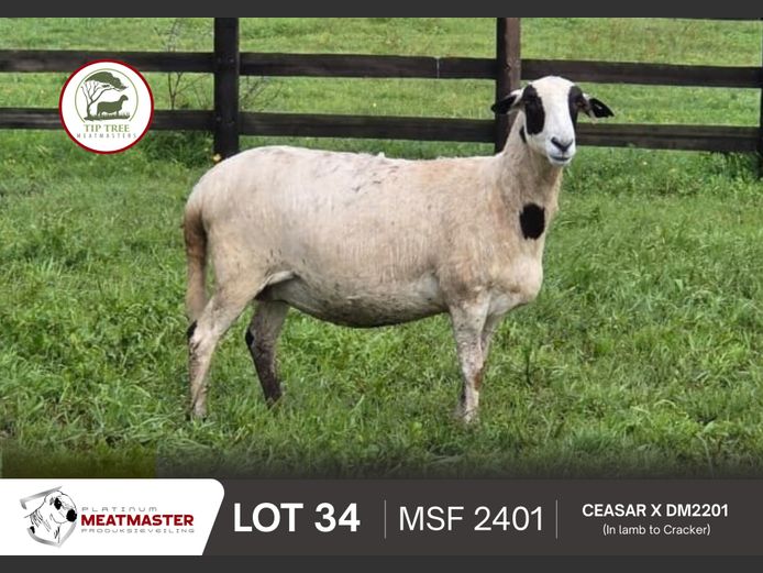 MSF 2401 | Tiptree Meatmasters