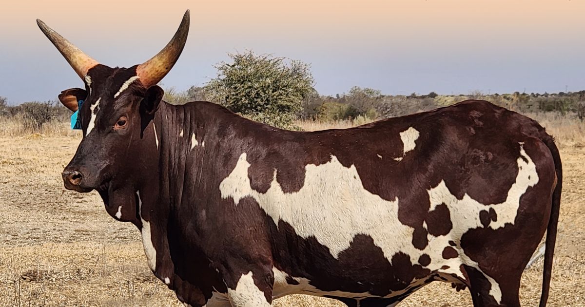 RENSBOU ANKOLE PRODUCTION AUCTION | SwiftVEE | Livestock & Cattle ...