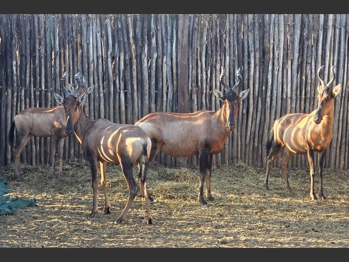 ROOIHARTBEES | IMPISI SAFARIS