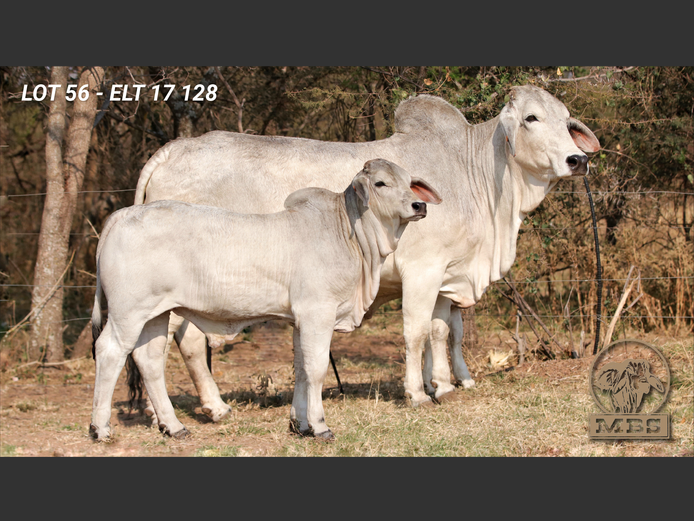 ELT17128 | MBS BRAHMANE