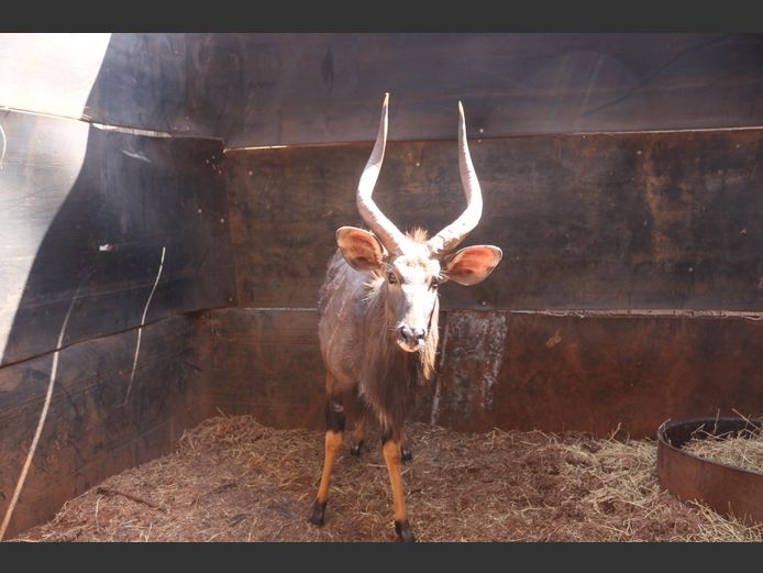 Njala