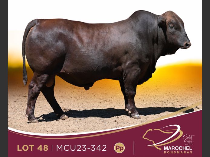 MCU 230342