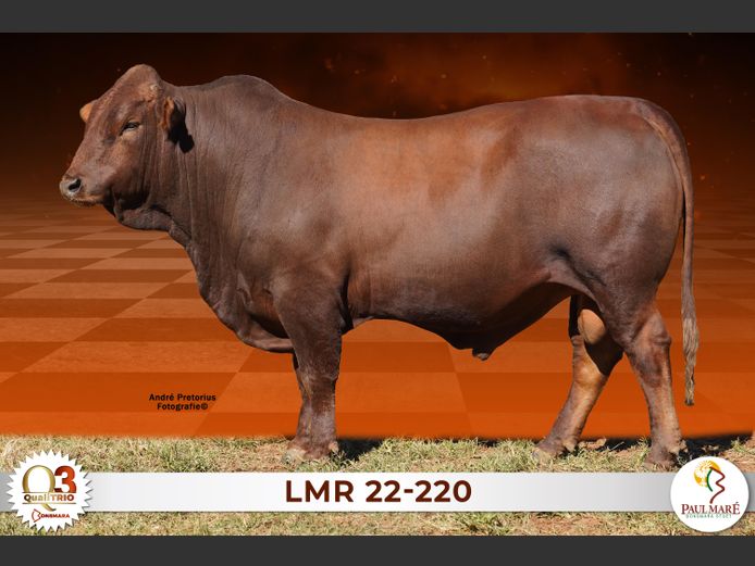 LMR22-220 | PAUL MARE BONSMARA STOET