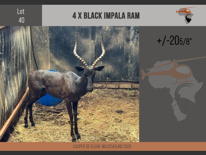 Black Impala (20 5/8")