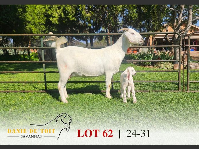 24-31 | Danie du Toit