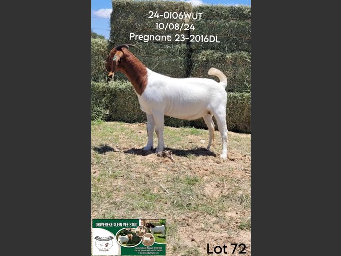 24-0106WUT | ORIVEREKE KLEINVEE STUD