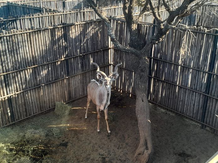 Potential Animals On Auction