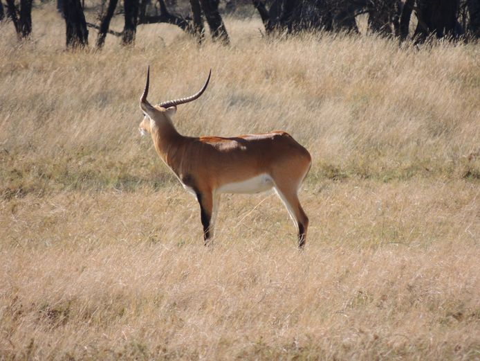 LECHWE RAM
