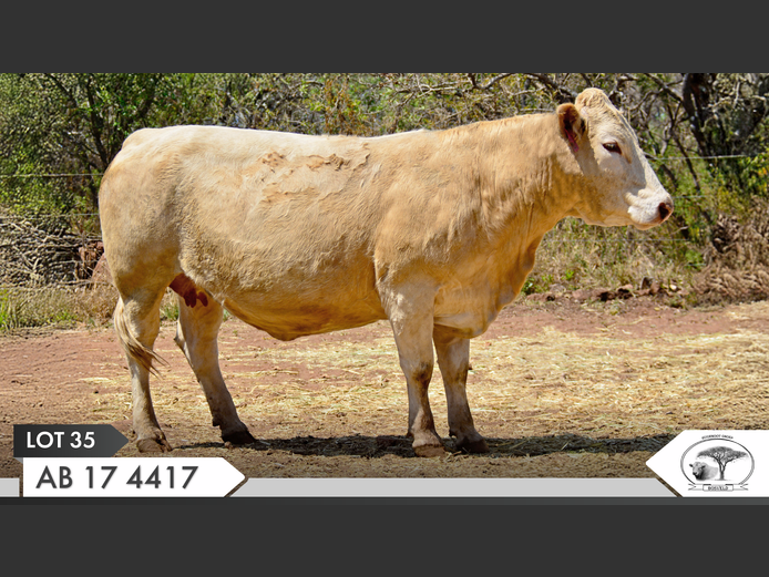 AB 174417 | YARI STUD