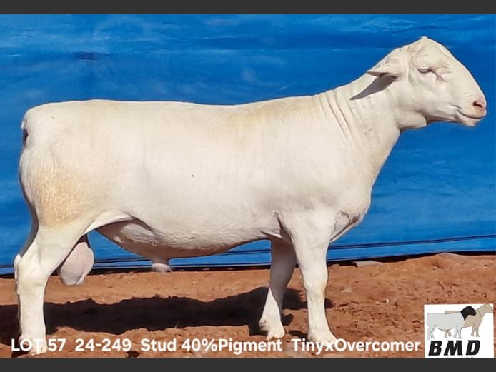 24-249 | BROER MARITZ DORPERS