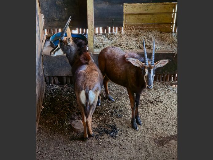 SABLE | DE KOK BOERDERY