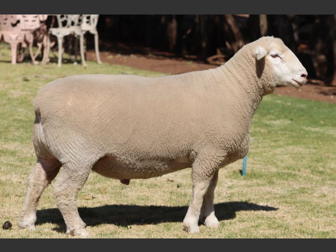 VE250008 | B.E. VENTER & J