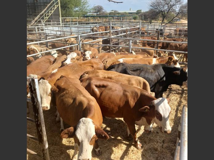 COWS | DOLL FARMING PREMIUM AUCTION