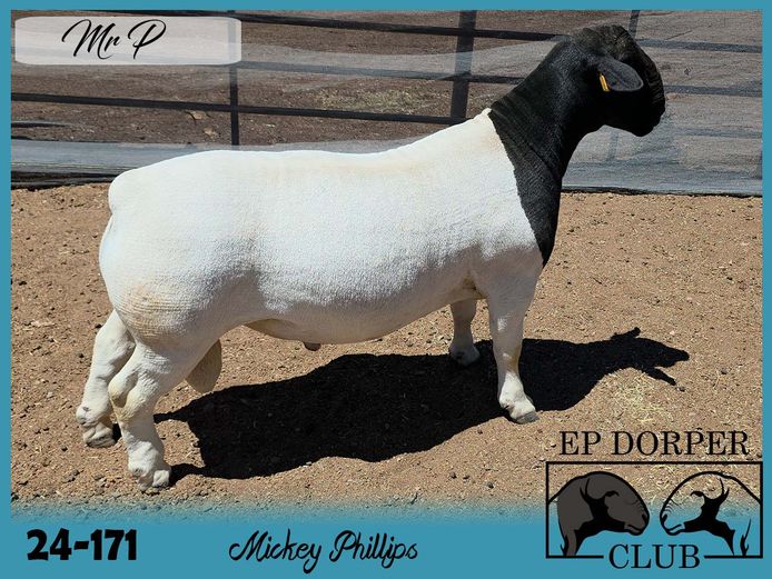 24-171| Mickey Phillips