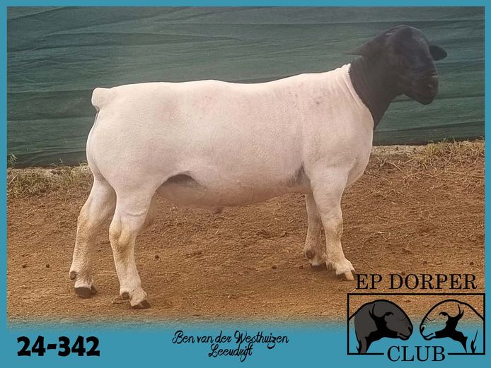 24-342 | Ben van der Westhuizen - Leeudrift