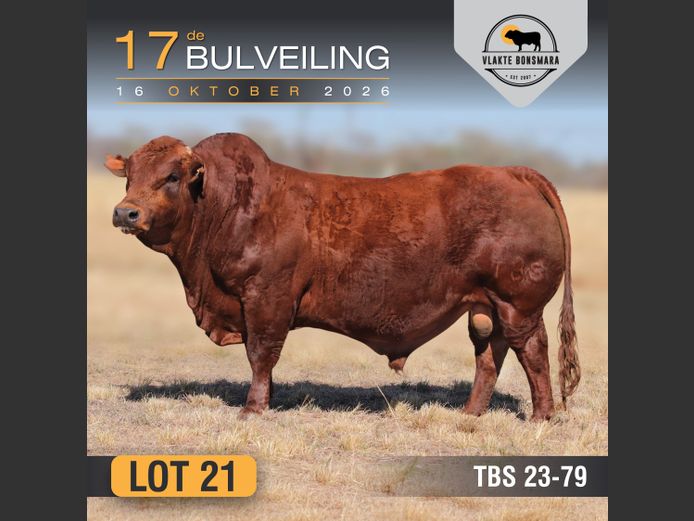 TBS230079 HH(c) | THABA KWENA BONSMARAS