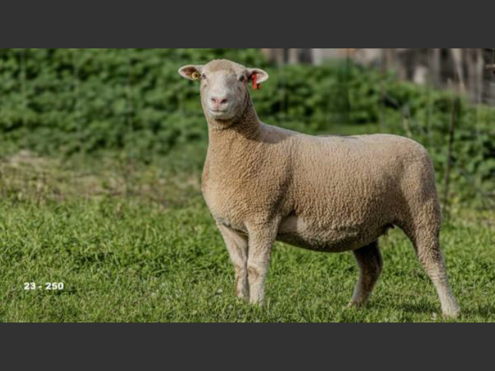 JT 230250 | REMKUIL BOERDERY (EDMS) BPK