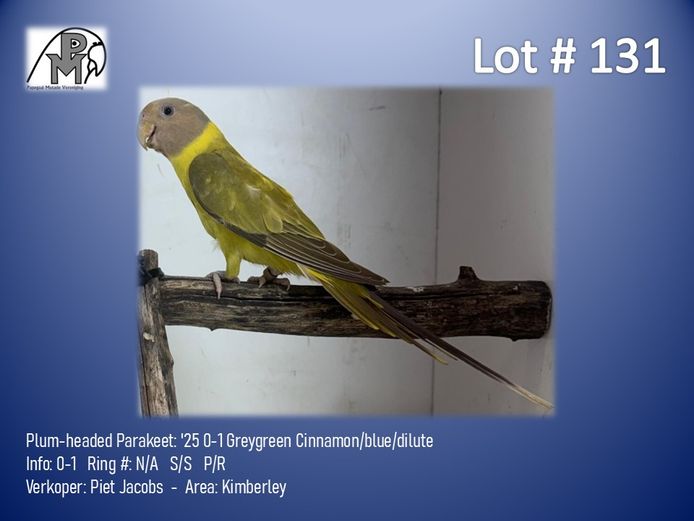 0-1 '25 Plum-headed Parakeet: Greygreen Cinnamon/blue/dilute - Piet Jacobs