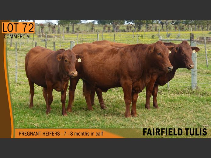 Commercial Animals | FAIRFIELD TULIS