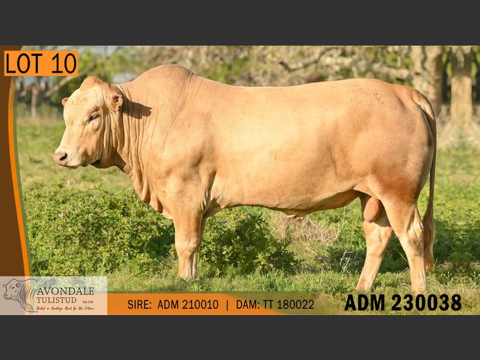 ADM 230038 | A.D. MULLINS