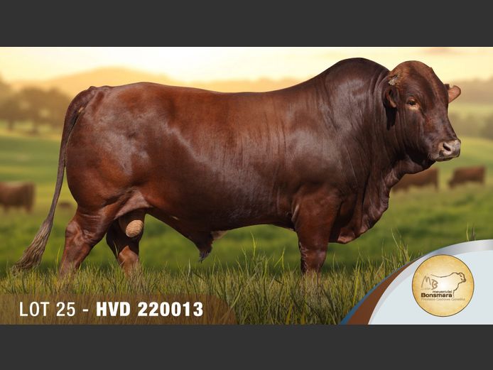 HVD220013 | MEYERSVLEI BONSMARAS