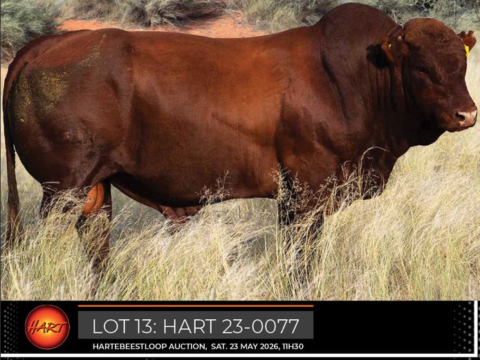 HART230077HH(c) | HARTEBEESTLOOP BONSMARA