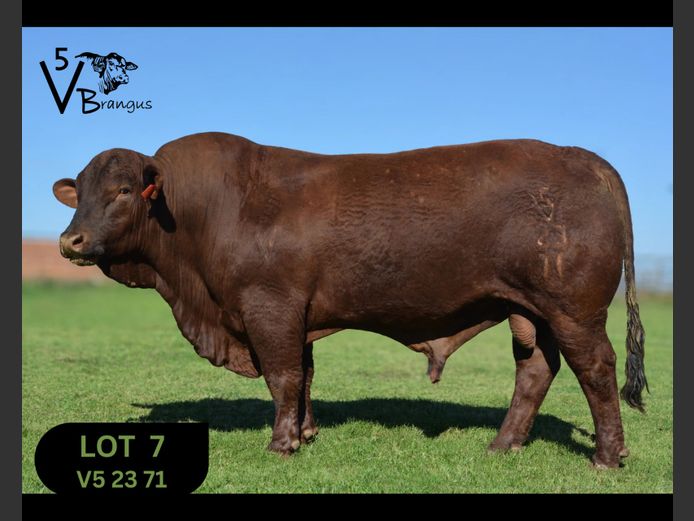 V52371 | NAUDE F