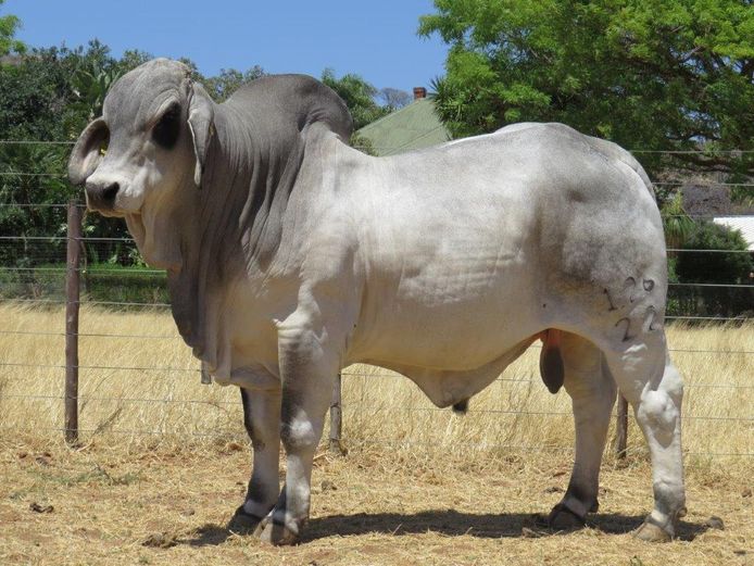 22-0126ERP | HARROBI BRAHMAN