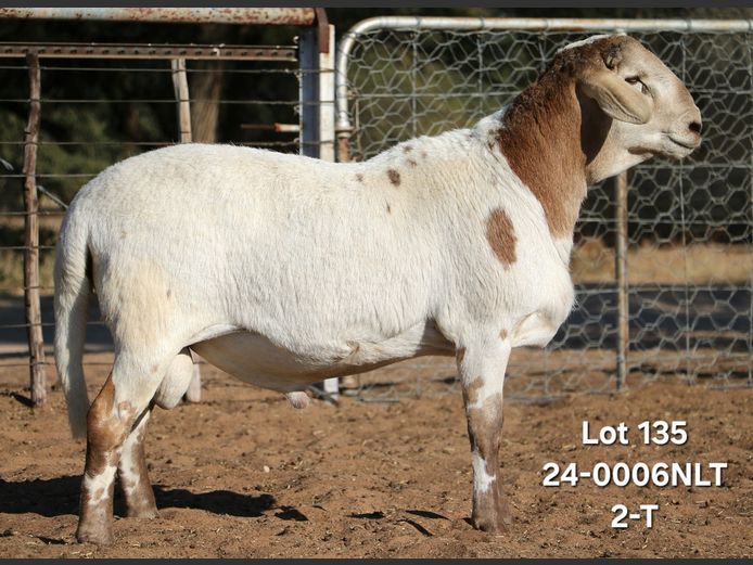 24-0006NLT | LEKWATER MEATMASTER STUD