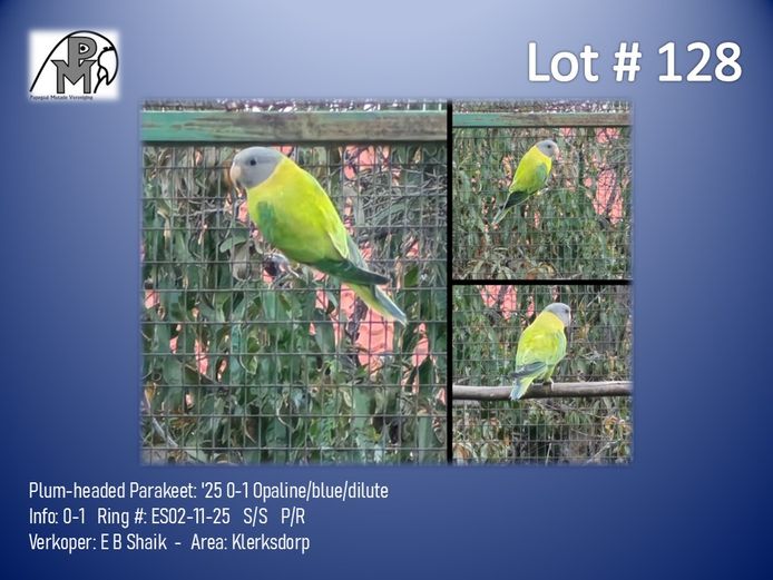 0-1 '25 Plum-headed Parakeet: Opaline/blue/dilute - E B Shaik