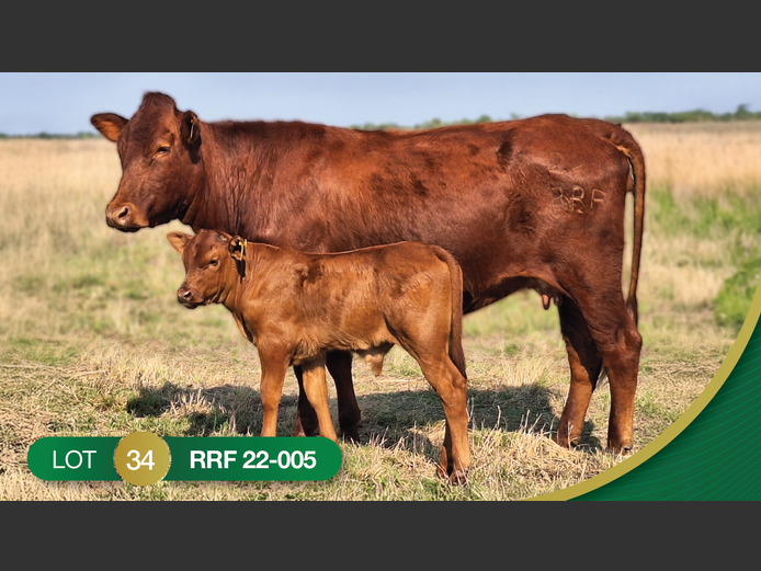 RRF220005 | CULMPINE BONSMARAS