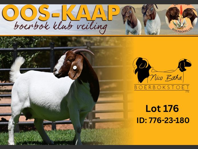 23-180 | Nico Botha Boerbokstoet