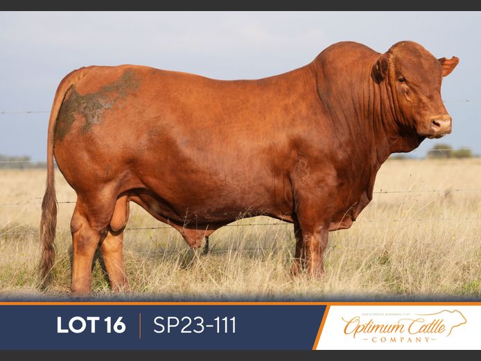 SP230111 | OPTIMUM BONSMARA
