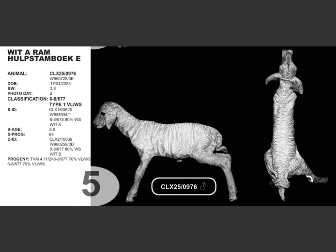 WIT A RAM 
HULPSTAMBOEK E | CLX25/0976  
♂