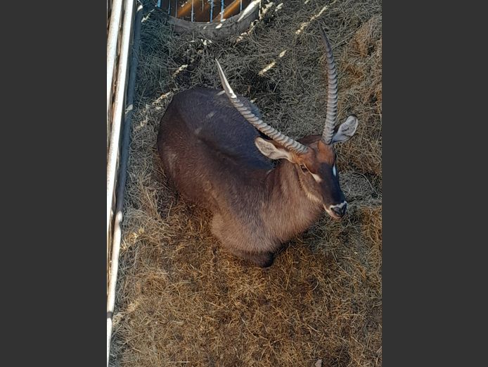 Potential Animals On Auction