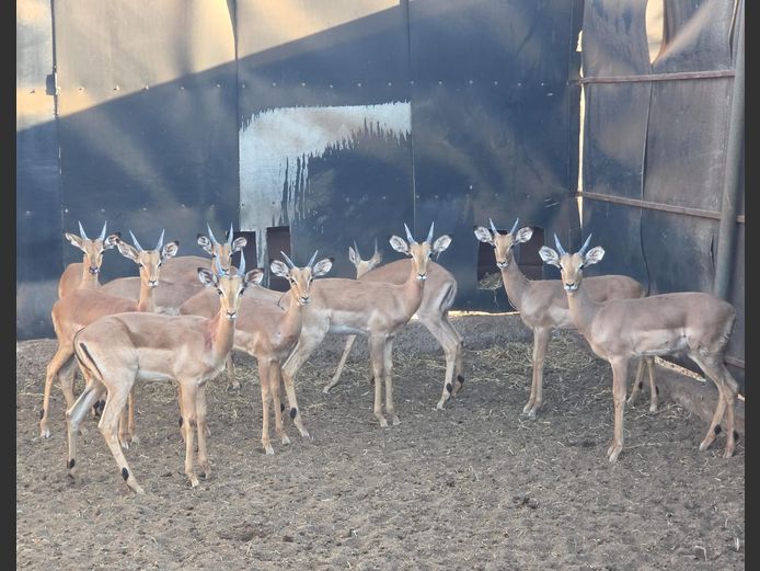 ROOIBOK | IMPISI SAFARIS