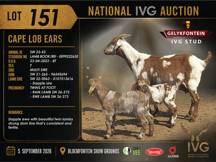 SW23-43 | GELYKFONTEIN STUD