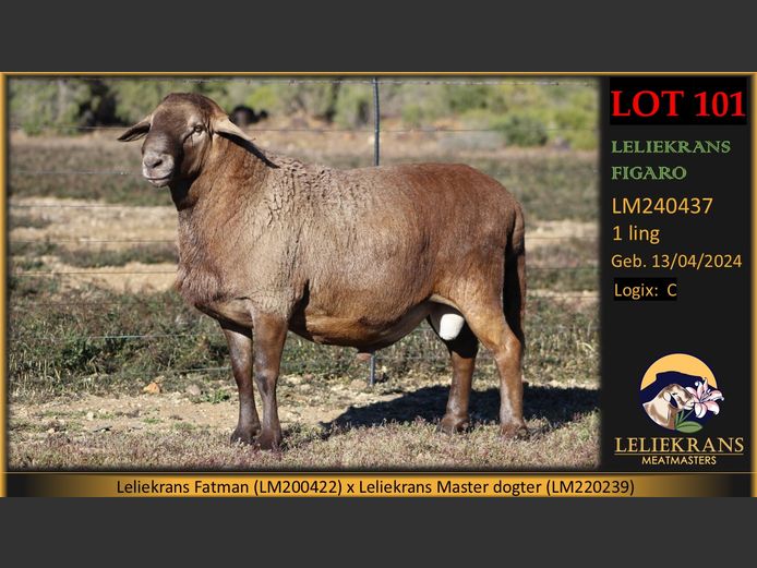 LM 24 0437 | Leliekrans Meatmasters