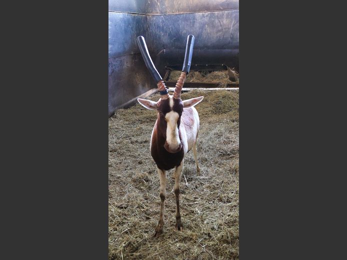SAALRUG BLESBOK | BRUMMERSDAM