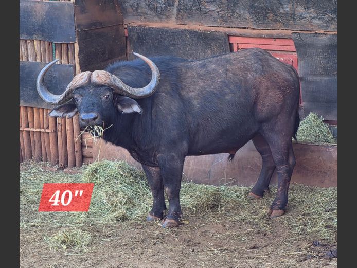 BUFFEL | WITGATBOOM